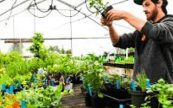 Horticulture Award Guide [MA000028]