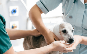Animal Care and Veterinary Services Award Guide [MA000118]