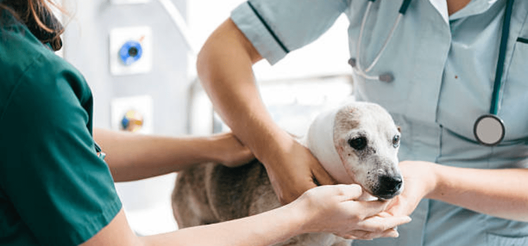 Animal Care and Veterinary Services Award Guide [MA000118]